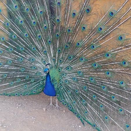 Quinta Da Mina Villa Monsanto Dış mekan fotoğraf