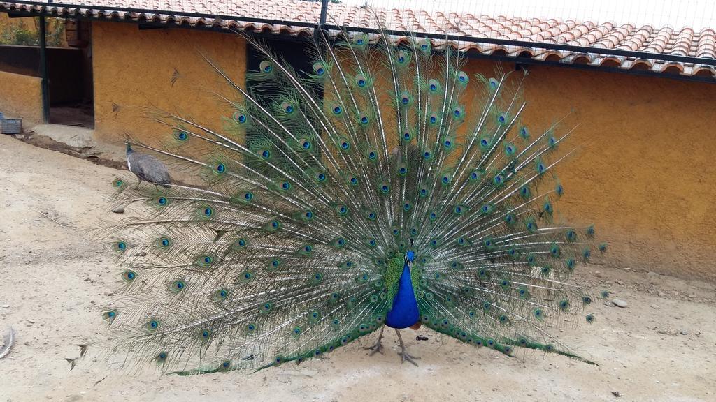 Quinta Da Mina Villa Monsanto Dış mekan fotoğraf