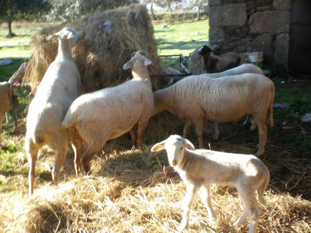 Quinta Da Mina Villa Monsanto Dış mekan fotoğraf